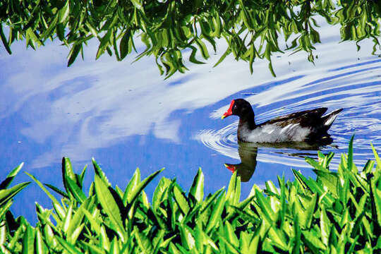 Image of Common Gallinule