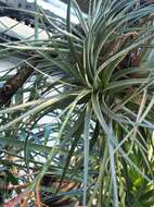 Image of Tillandsia didisticha (É. Morren) Baker