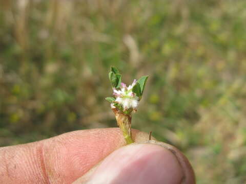 Image of woolly clover