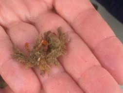 Image of Decorator crab