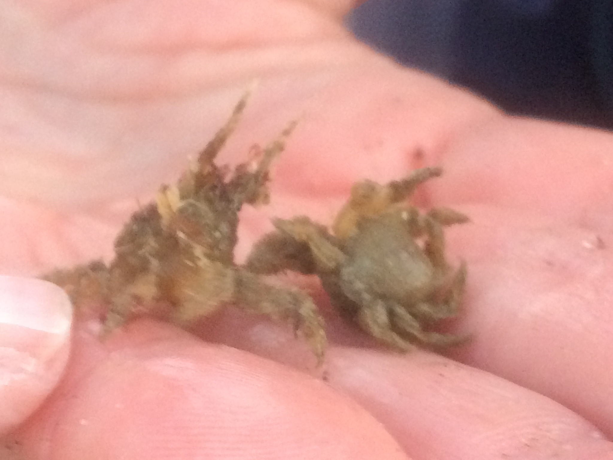 Image of Decorator crab