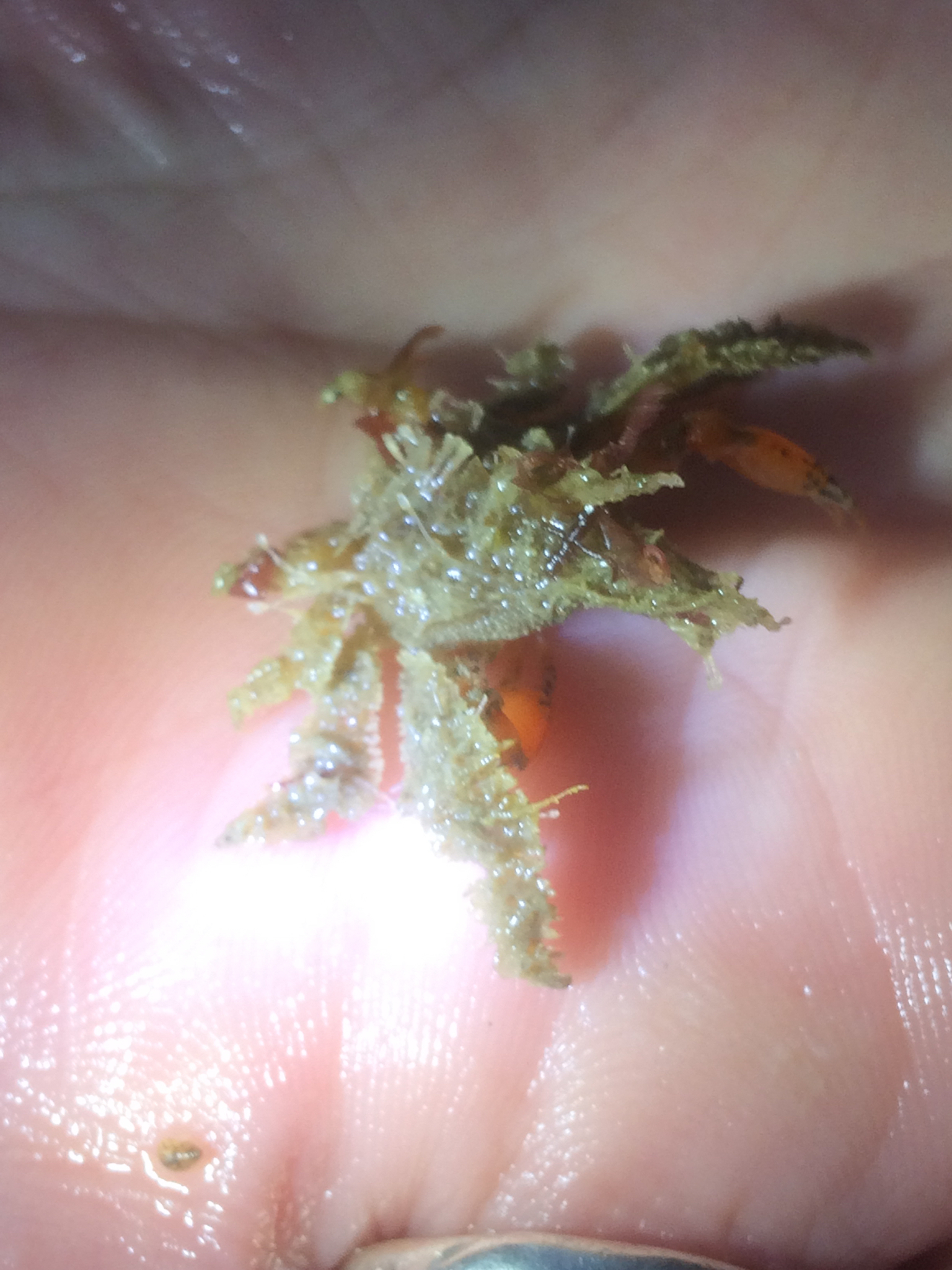 Image of Decorator crab