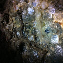 Image of Enchiridium punctatum Hyman 1953