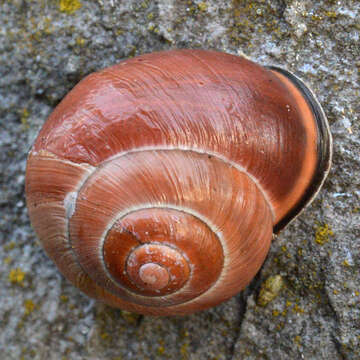 Image of Brown Lipped Snail