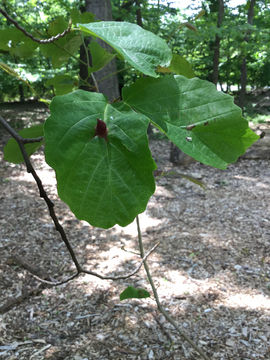 18.https www inaturalist org photos 3779480.580x360
