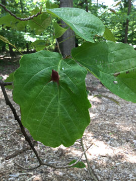 18.https www inaturalist org photos 3779482.580x360