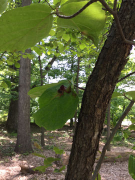 18.https www inaturalist org photos 3779485.580x360