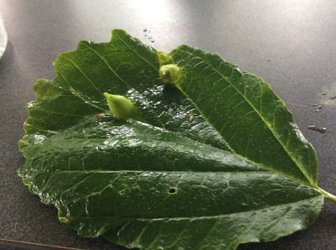 18.https www inaturalist org photos 3779894.580x360