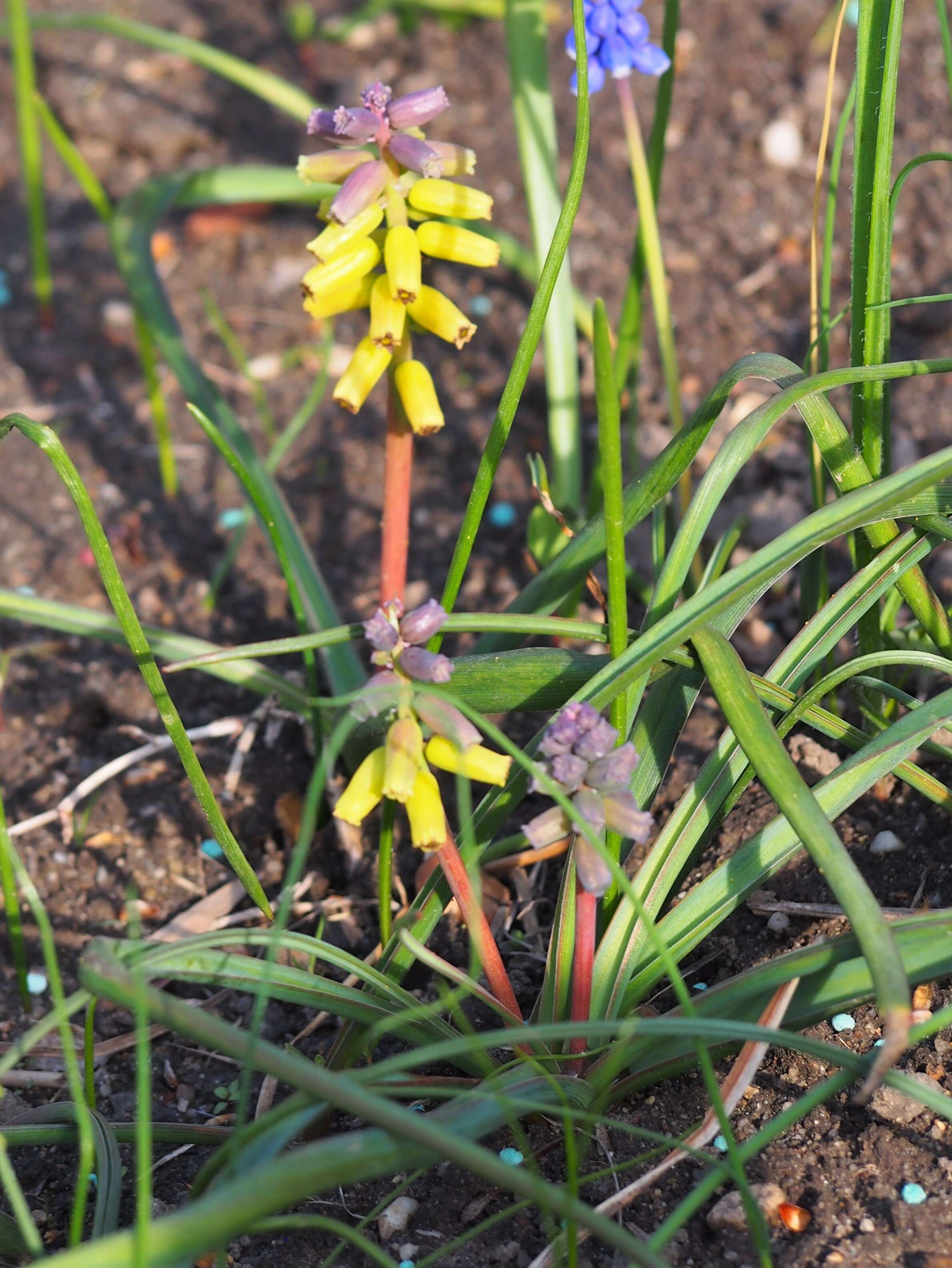 Image of Muscari macrocarpum Sweet