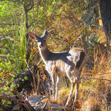 18.https www inaturalist org photos 378054.580x360