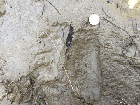 18.https www inaturalist org photos 3780604.580x360