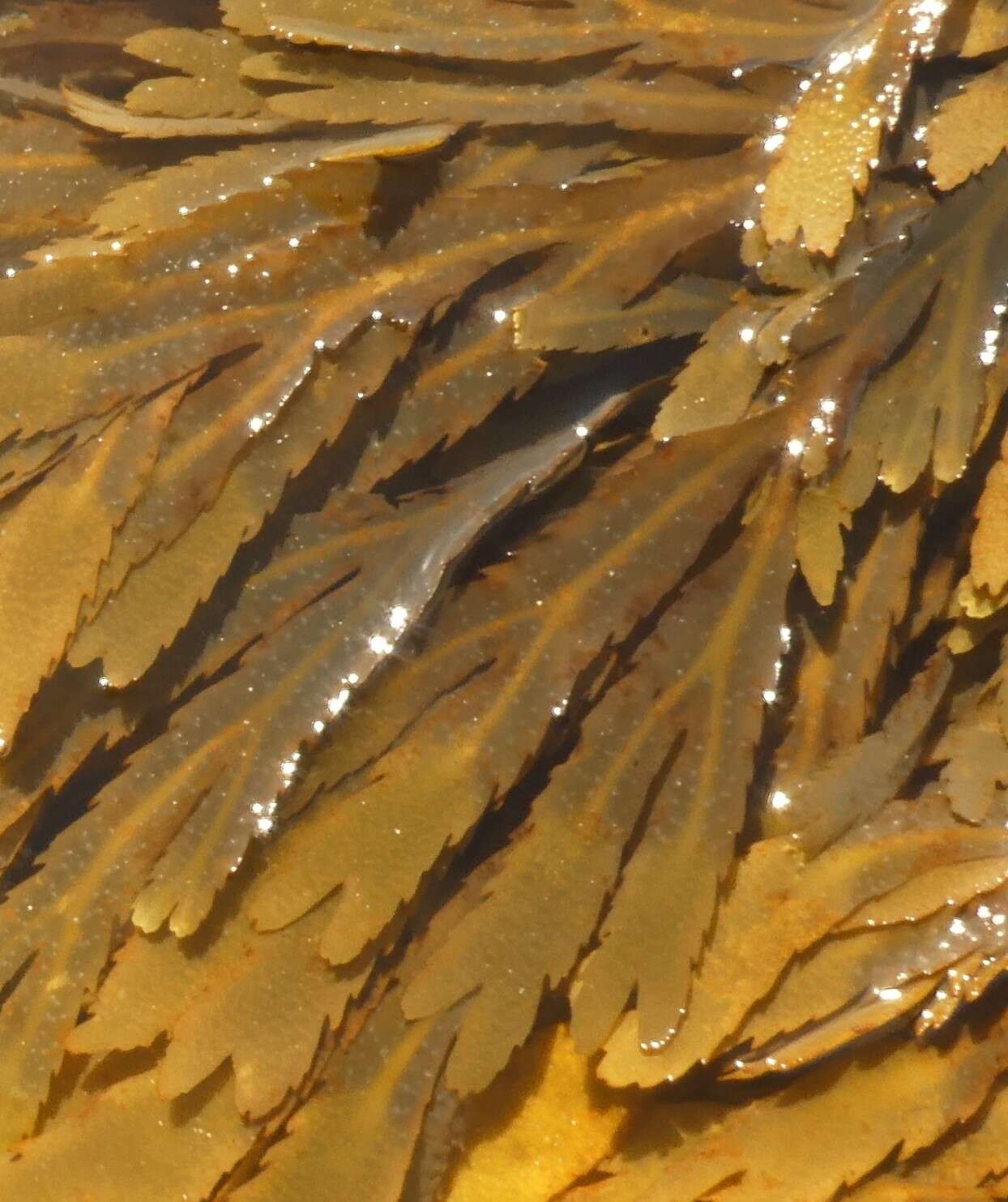 Image of toothed wrack