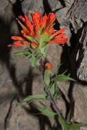 Image of harsh Indian paintbrush