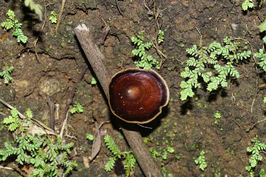 Image de Microporus xanthopus (Fr.) Kuntze 1898