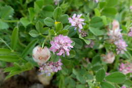 Image of woolly clover