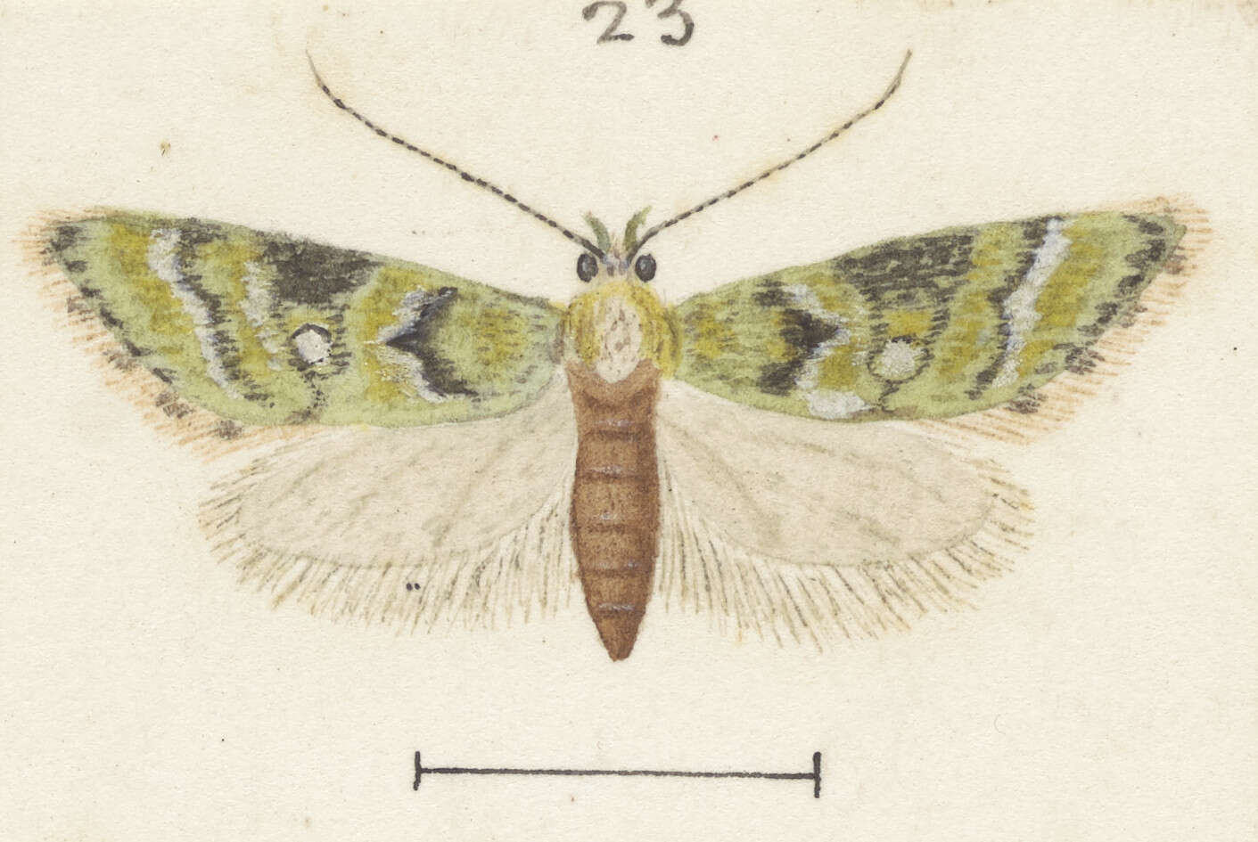 Image of Trachypepla protochlora Meyrick 1884