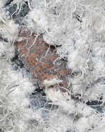 Image of Woolly Alder Aphid