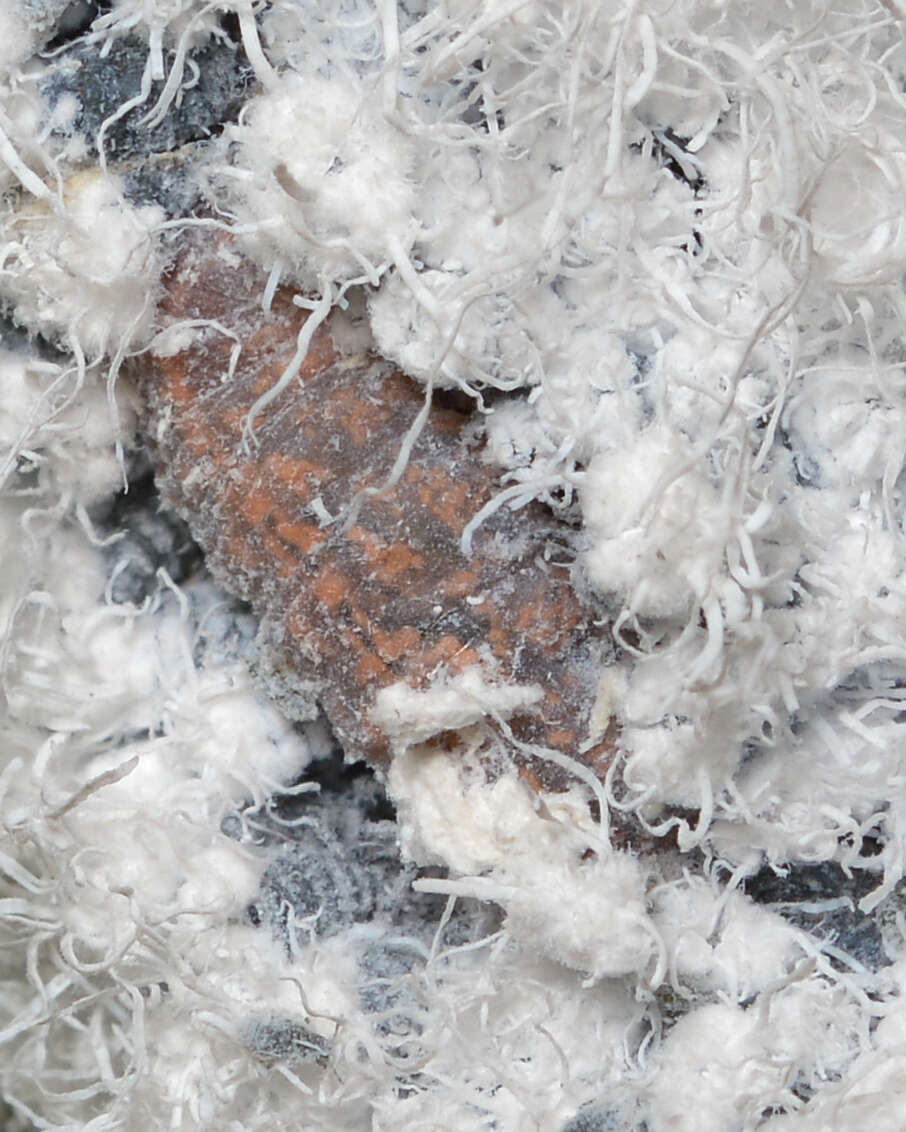 Image of Woolly Alder Aphid