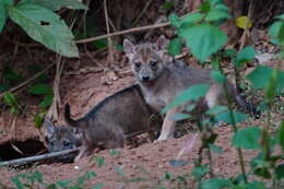 Image of golden jackal