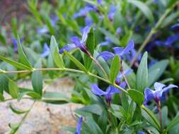 Image of herbaceous periwinkle