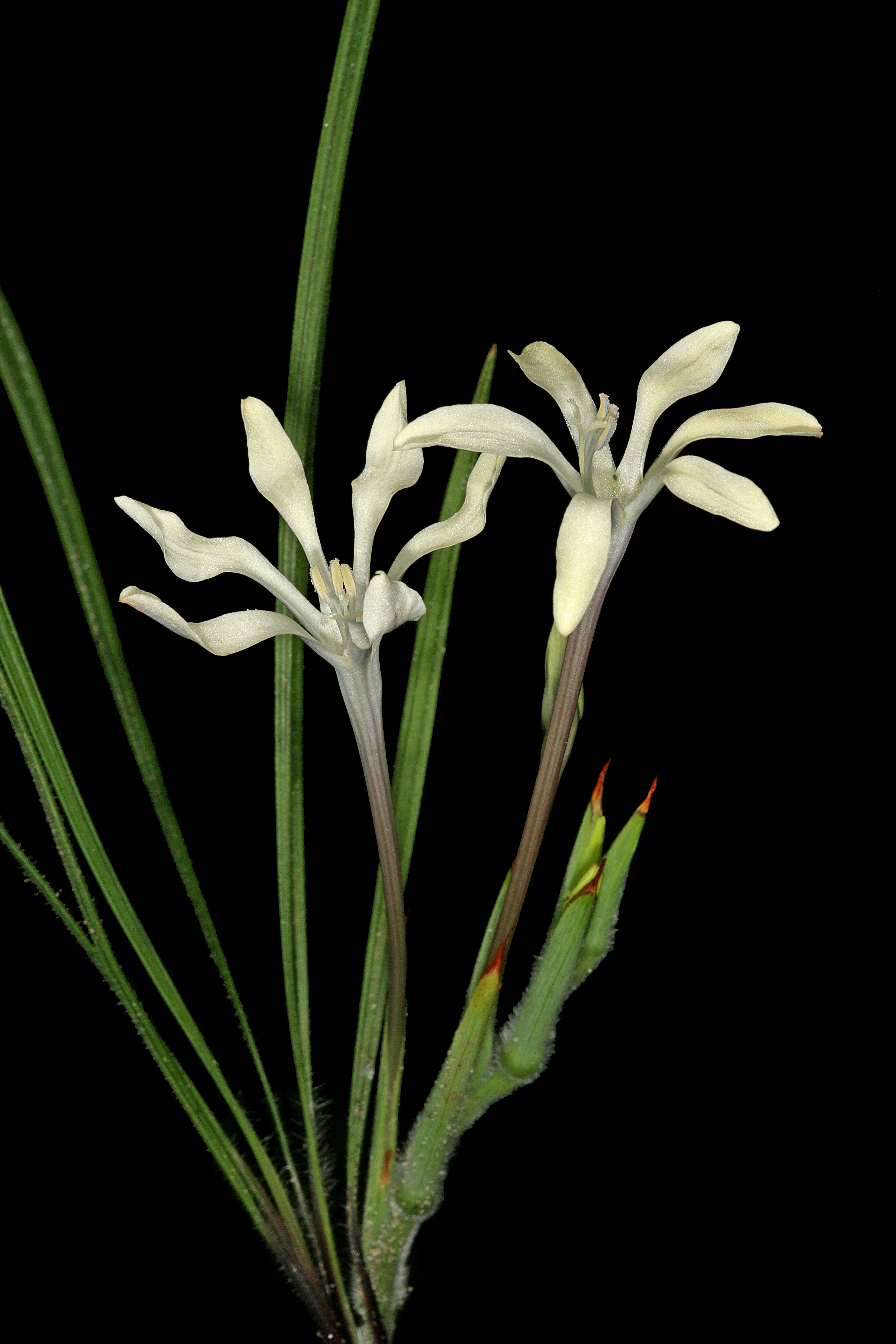 Image of Babiana tubiflora (L. fil.) Ker Gawl.