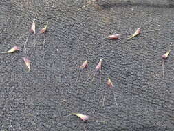 Image of swollen fingergrass