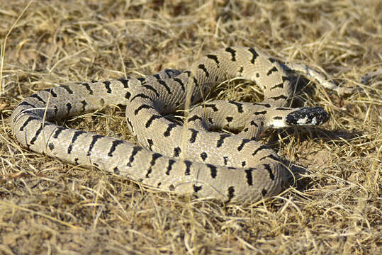 Image of Spotted Wipe Snake