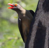 Image of Red-billed Oxpecker