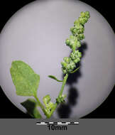 Plancia ëd Chenopodium opulifolium Schrader