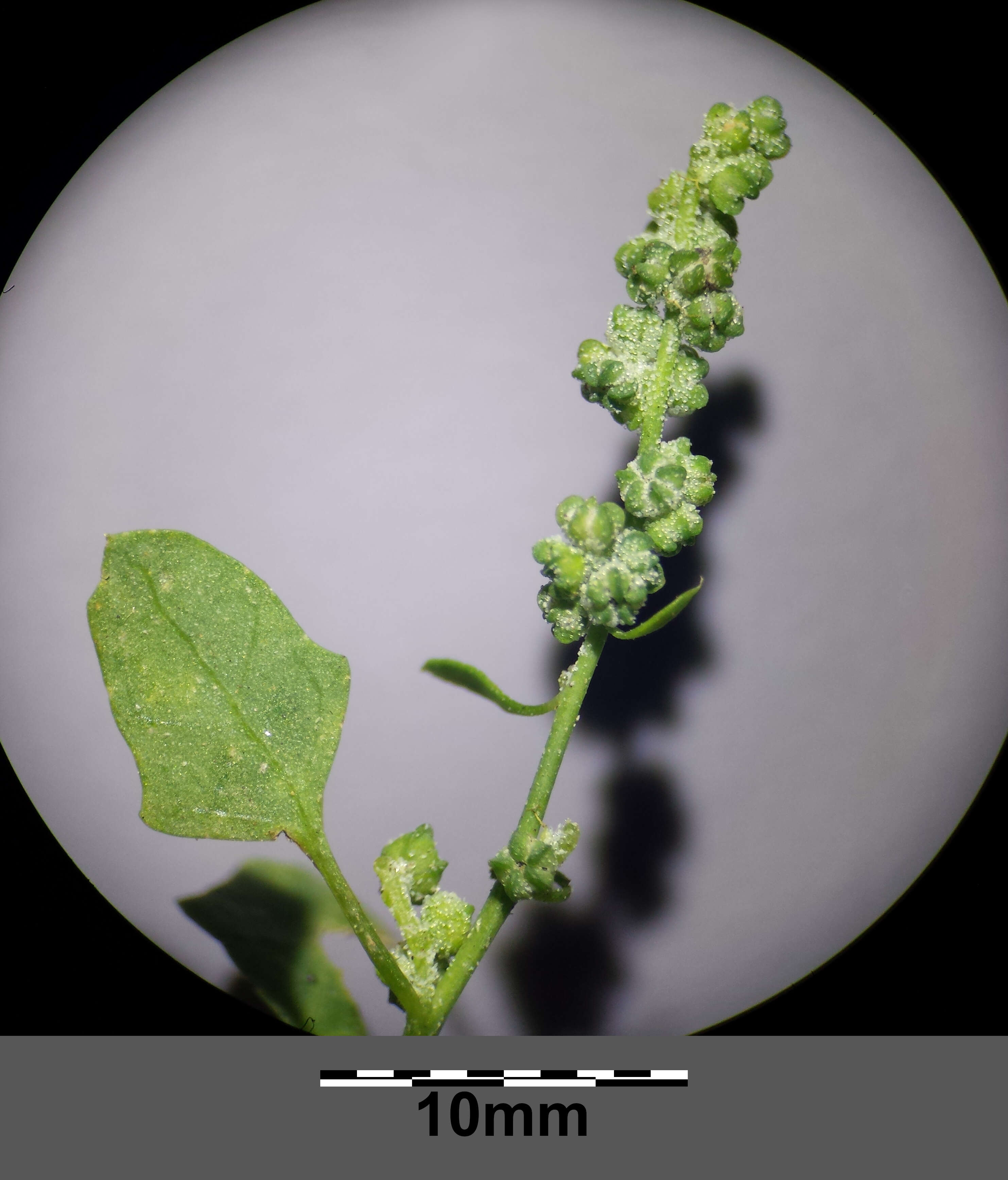 Image of Grey Goosefoot