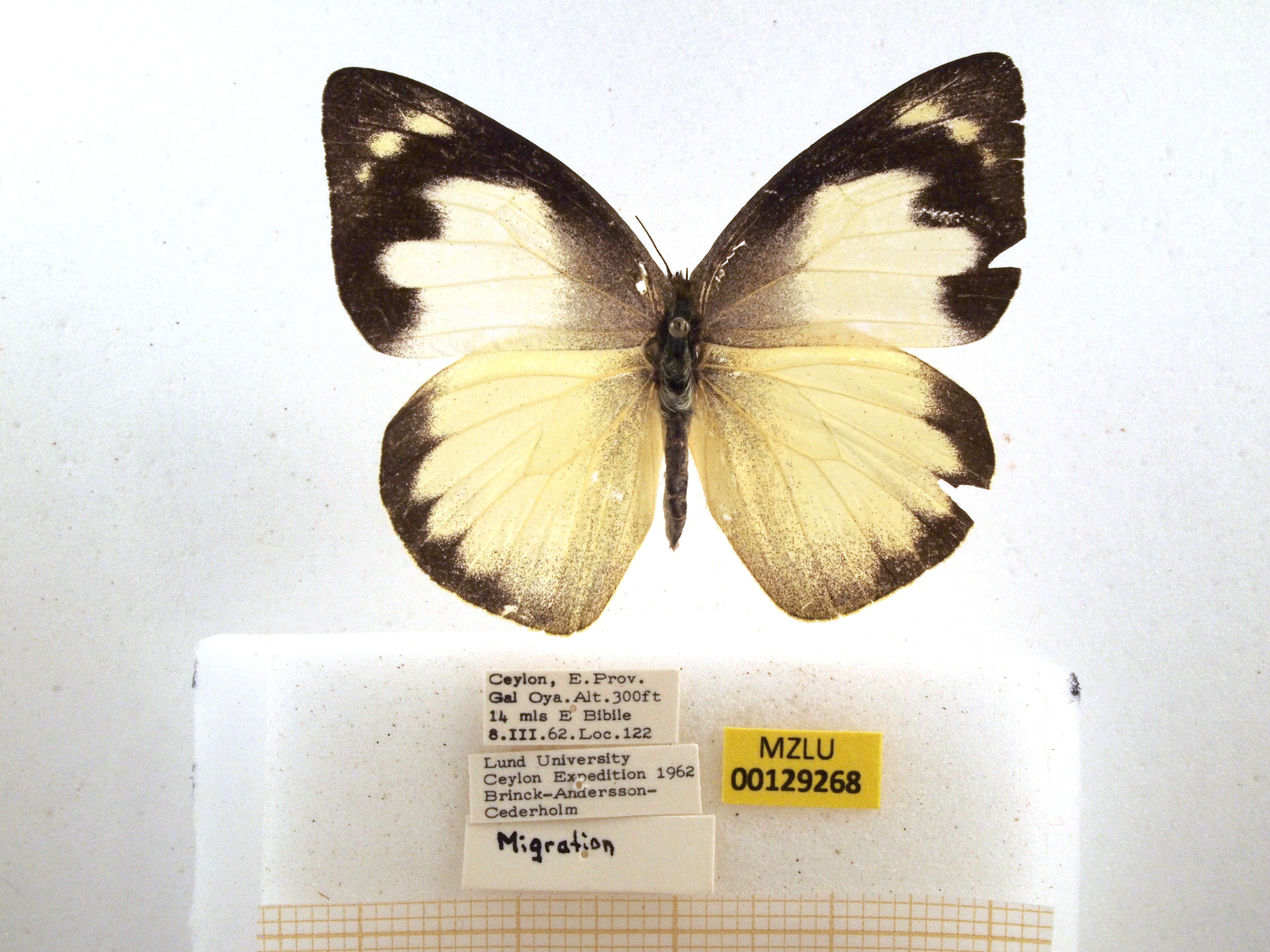 Image of Appias paulina (Cramer (1777))