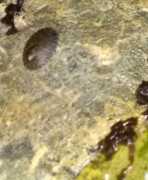 18.https www inaturalist org photos 3785915.580x360