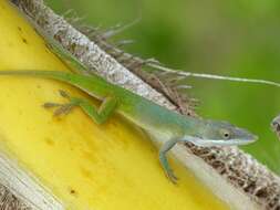 Image of Allison's Anole