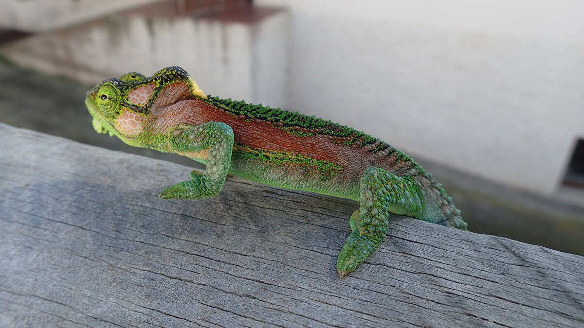 Image of Knysna dwarf chameleon