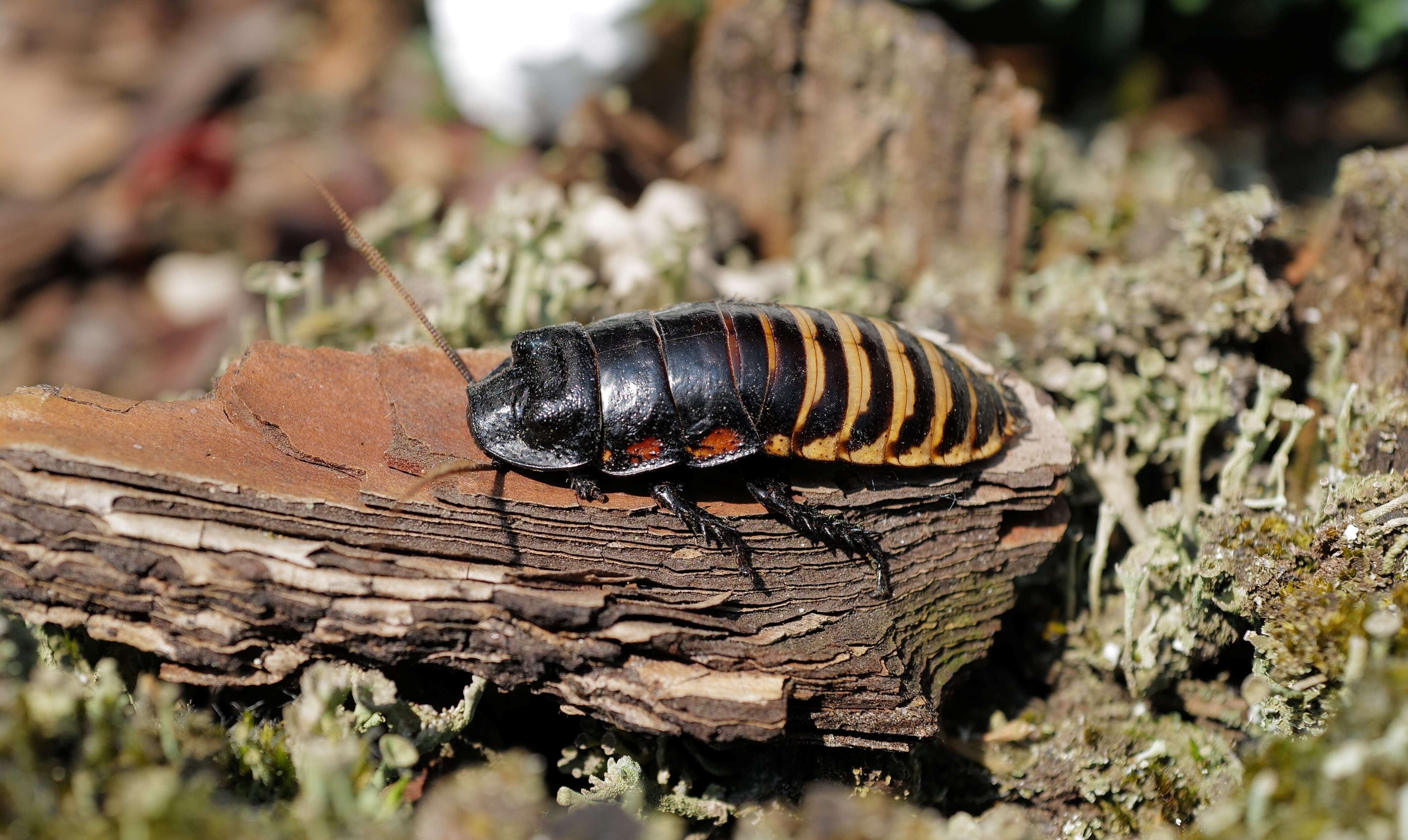 Image of Gromphadorhina