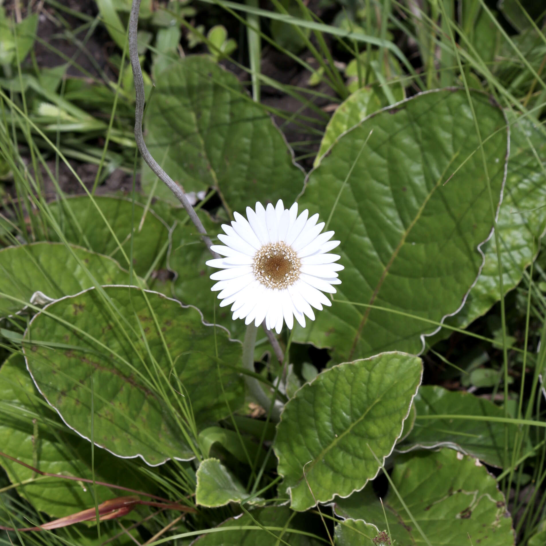 Gerbera ambigua (Cass.) Sch. Bip.的圖片