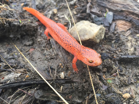 Image of Northern red salamander