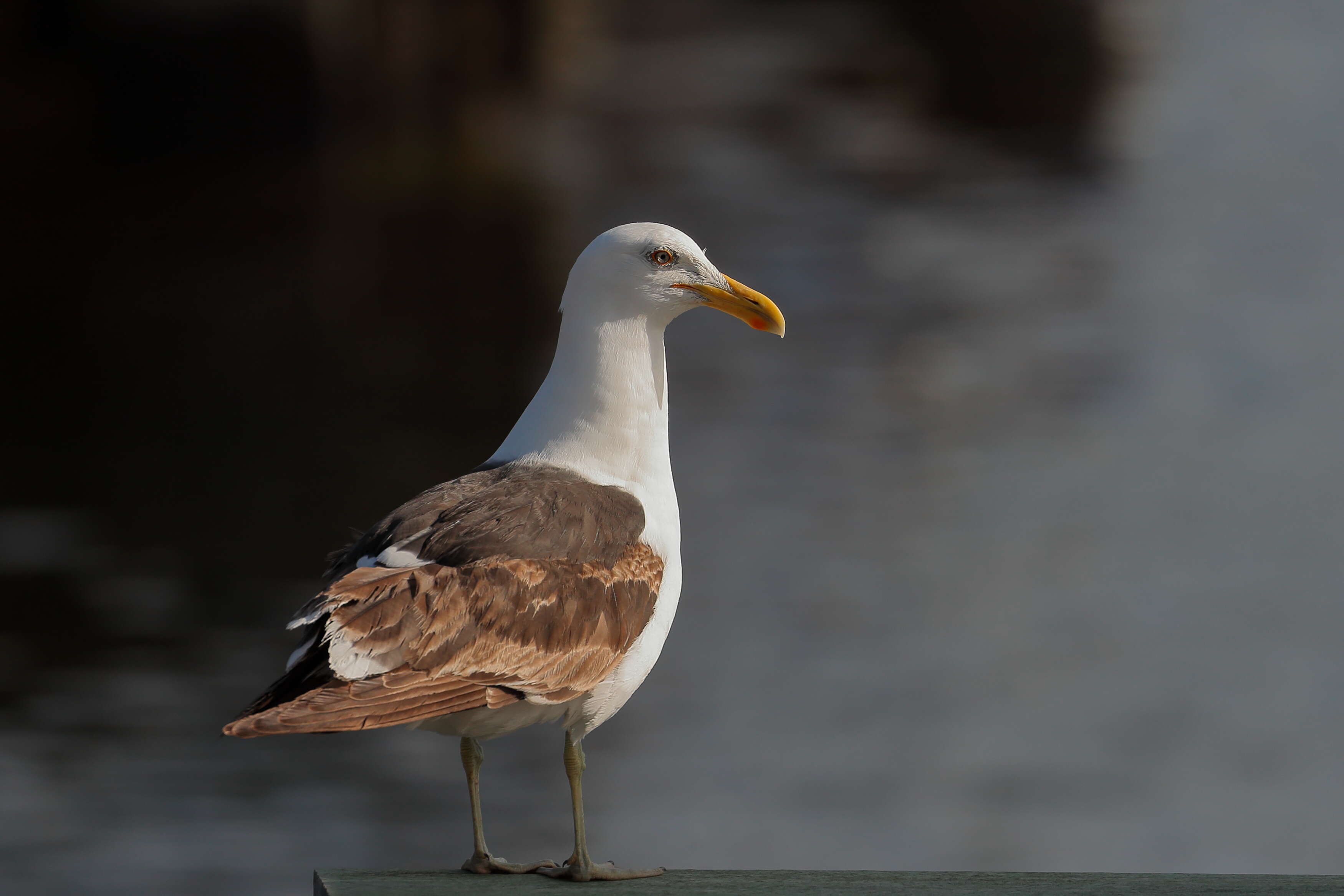 Image of Kelp Gull