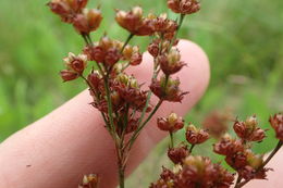 Image of <i>Juncus marginatus</i>