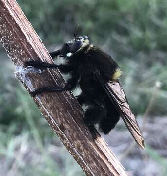 Image of Bee Killers