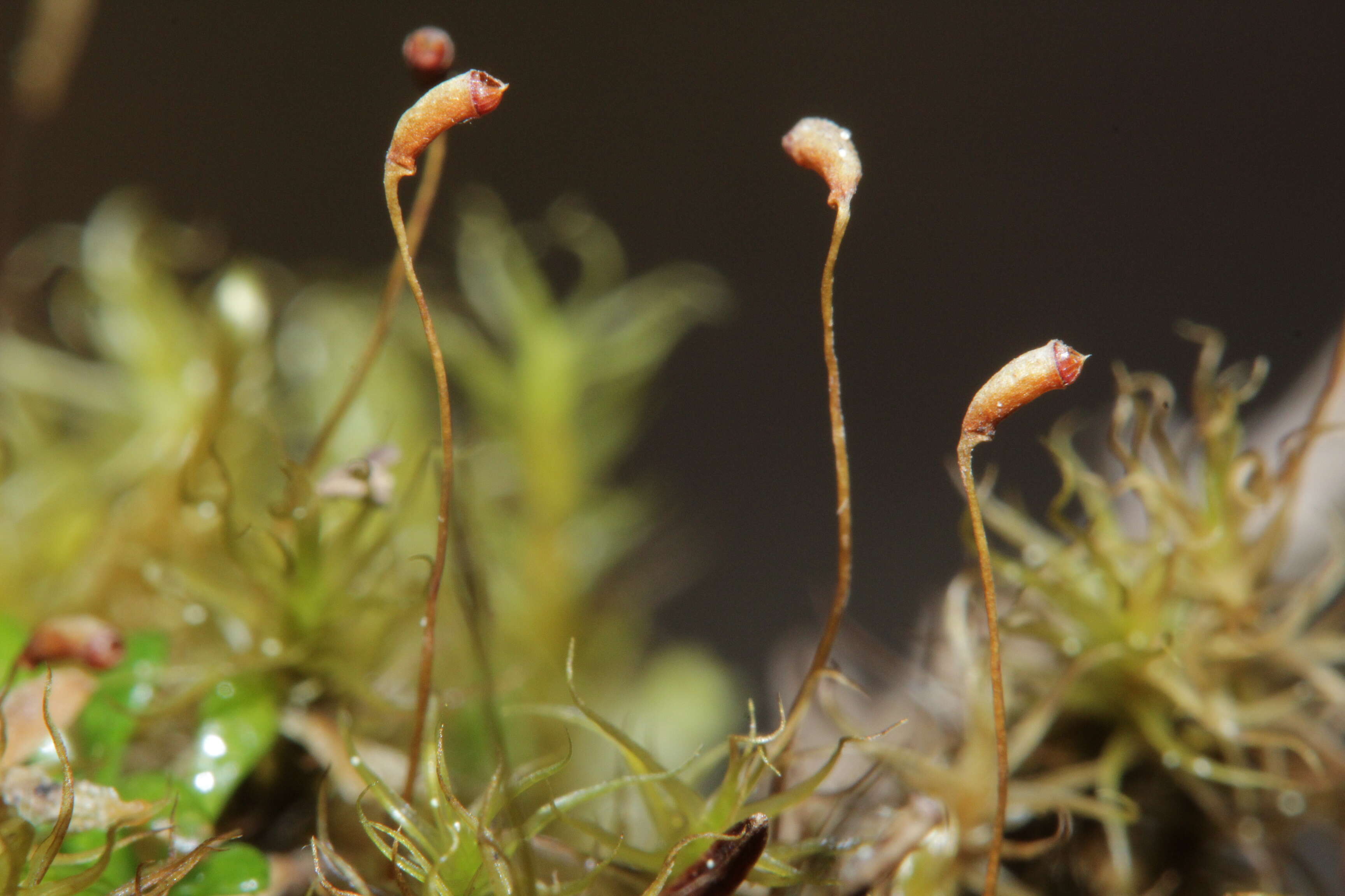 Image of oncophorus moss