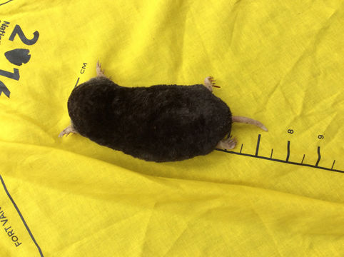 Image of Coast Mole