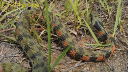 Image de Rhabdophis tigrinus (F. Boie 1826)