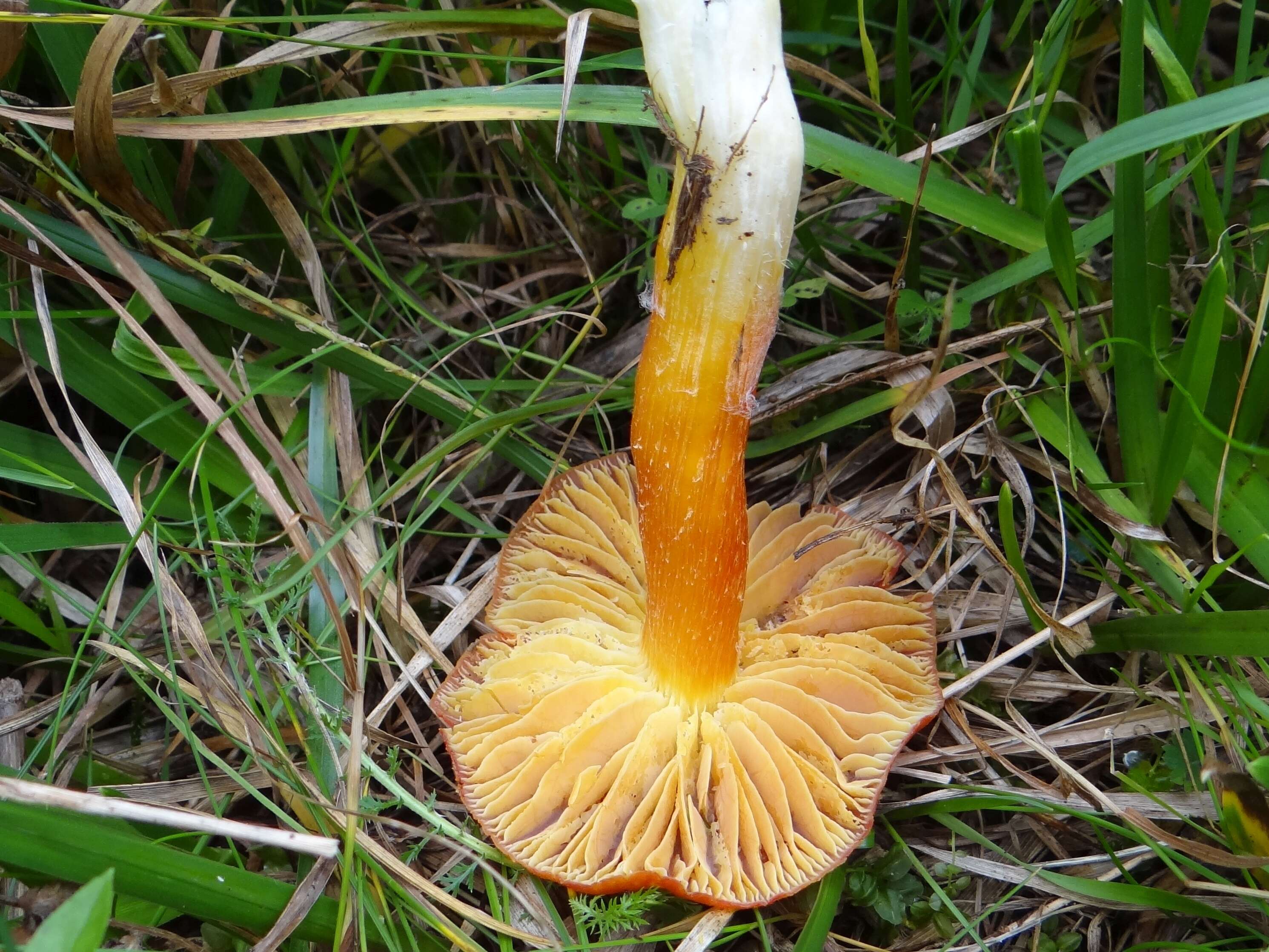 Image de Hygrocybe aurantiosplendens R. Haller Aar. 1954