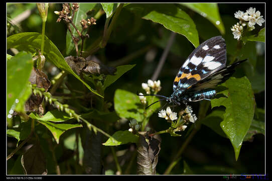 Image of Erasmia