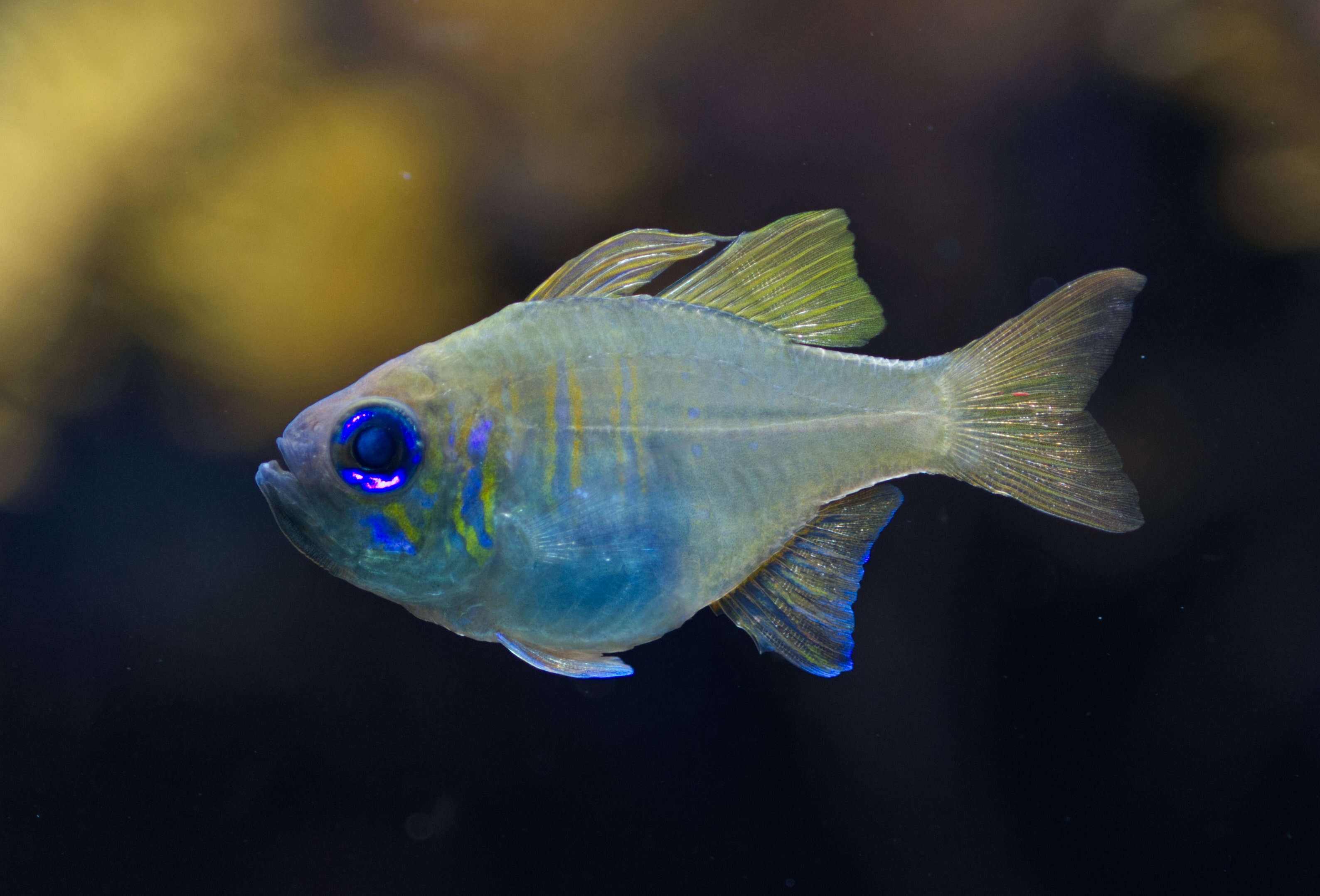 Image of Threadfin cardinalfish