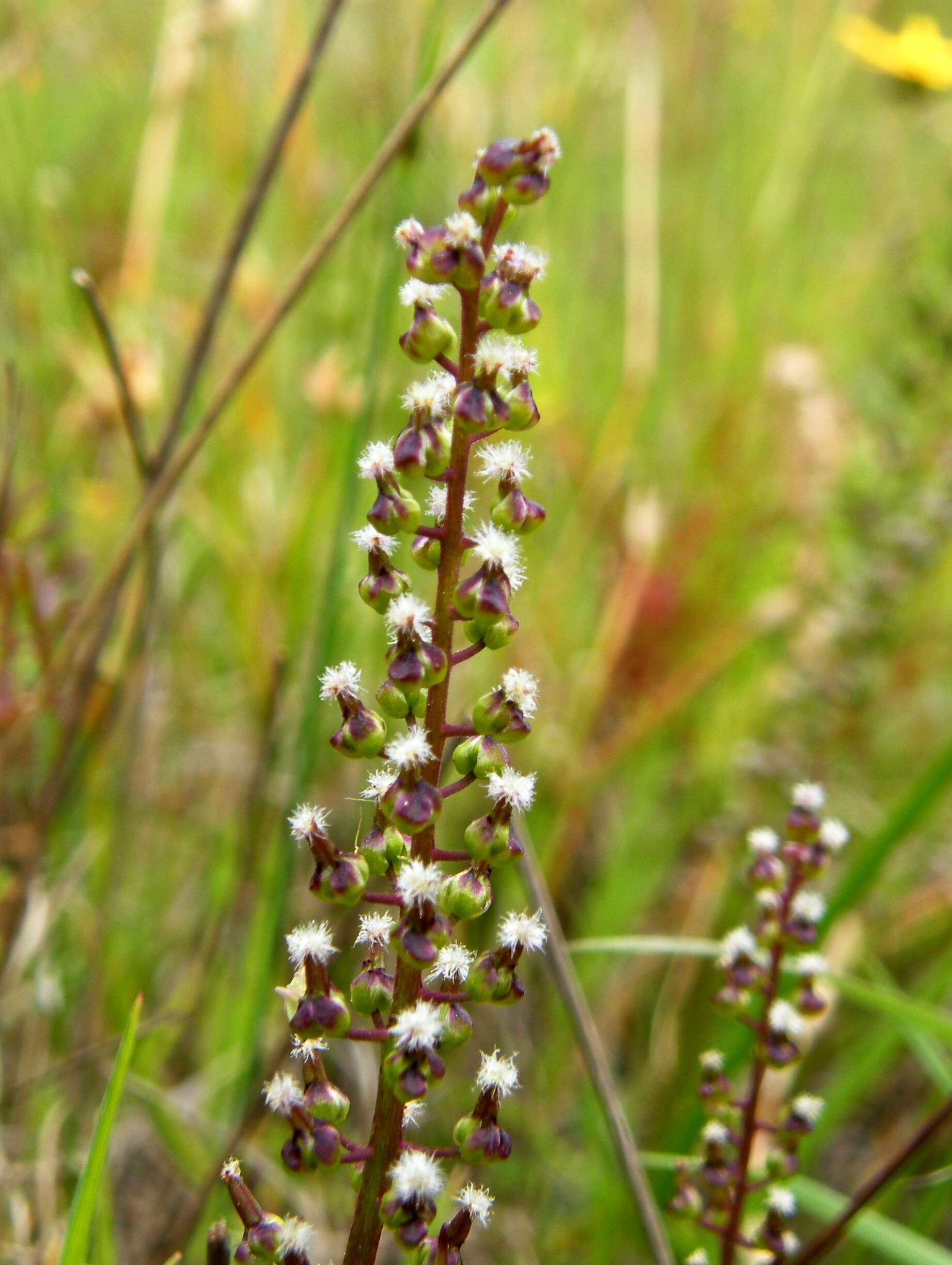 Image of Triglochin bulbosa L.