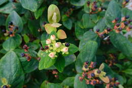 Image of St John's-wort