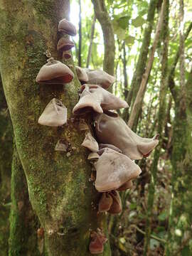 Image of Auricularia cornea Ehrenb. 1820