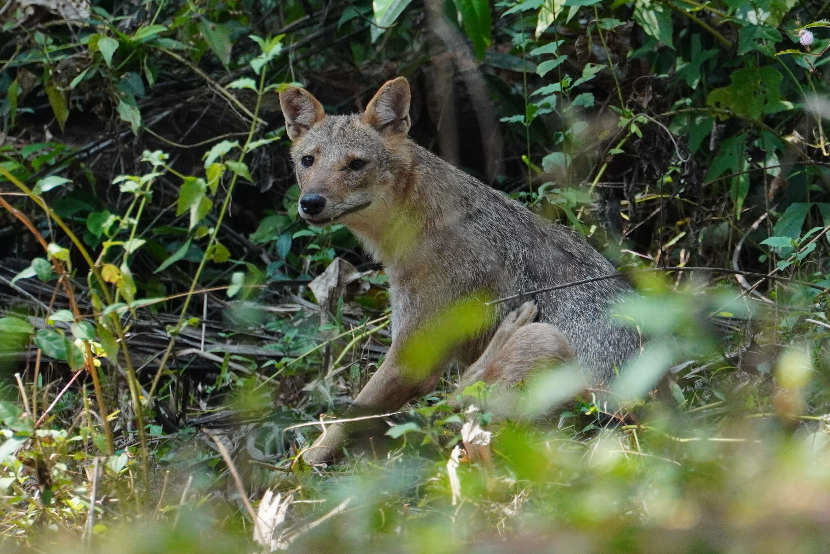 Image of golden jackal